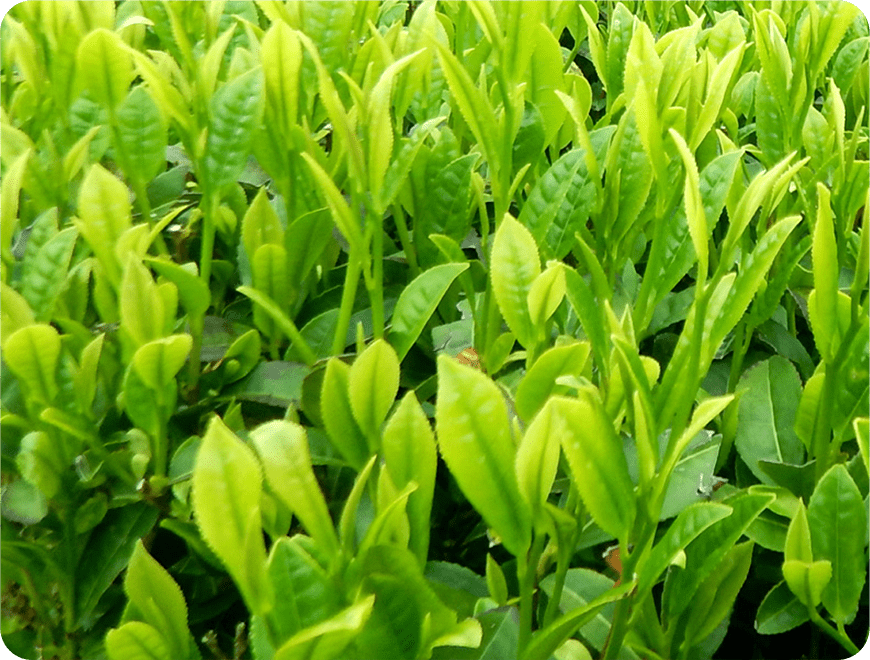 茶畑