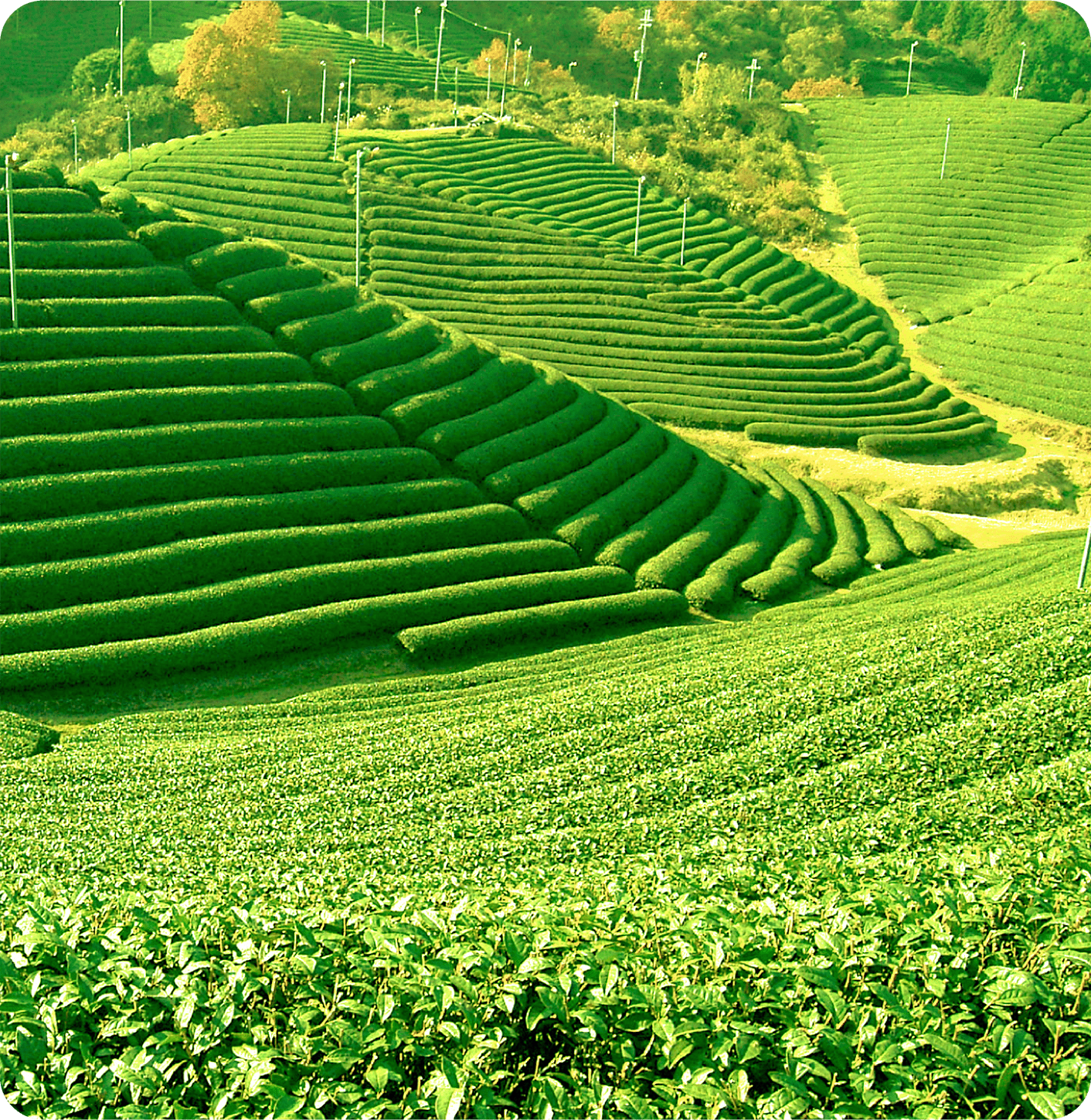 茶畑